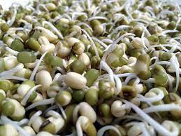 How To Sprout Beans Grains And Seeds Zero Waste Chef