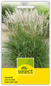 Das besondere feinhalm chinaschilf ist bei uns schon jahrelange bekannt, es. Chinaschilf Miscanthus Sinensis Select Samen Shop