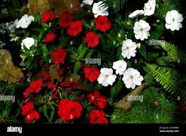Image result for Impatiens stuhlmannii