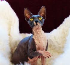 Search through thousands of cats for sale and kittens for sale adverts near me in the usa and europe at animalssale.com. Lykoi Cats Kittens Nadacatz Devon Rex Lykoi Cats For Sale Curly Cats For Sale Kittens Lykoi Cats Lykoi Kittens Werewolf Cat Lykoi Breeders Werewolf For Sale Devon Rex Kittens For Sale Lykoi