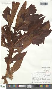 Image result for Pseudocalyx saccatus