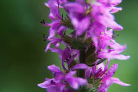 This is part of a greater series all about colors in family pictures, see the intro post on that link for more great ideas. Mastering Color Series The Psychology And Evolution Of The Color Purple And Its Use In Photography