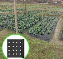 Control de erosión ecológico con mantas de coco Biodegradable Natural  Orgánico Sostenible, Proyecto de paisajismo de Ribera de laderas