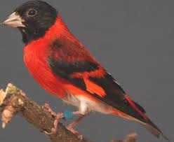 Sound Of Birds Chirping In The Morning Mp3 Free Download Download Suara Kicau Burung Red Siskin Siskin Sounds Of Birds Beautiful Birds