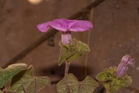 Image result for Ipomoea involucrata