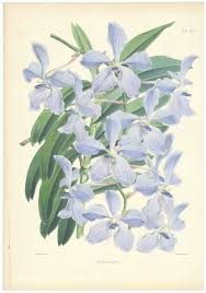 Image result for Vanda coerulea