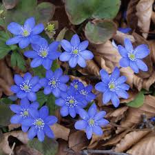 Alege un cadou inedit, o cutie cu flori. Planse De Colorat Cu Flori Si Fluturi Desene De Colorat Pentru Copii Chainimage