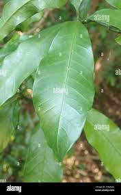 Image result for Tabernaemontana ventricosa