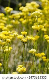 Image result for Helichrysum panduratum