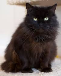 Adopt Cotton On Petfinder Cat Adoption Cat Website Long Haired Cats