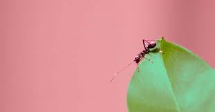 Pests of houseplants can enter homes from outdoors, so make sure that screens and doors fit well. Effective Home Pest Control Tips Besides Screaming Tiq By Etiqa