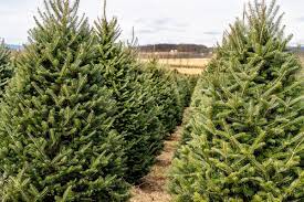 Guarantees to complete your services as proposed and in accordance with the current american national standards institute (ansi) standards. How To Pick The Perfect Christmas Tree 10 Species And Care Tips This Old House