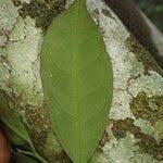 Image result for Leptaulus