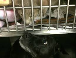 At charm city veterinary hospital, our veterinarians and staff will work as a team in order to provide exceptional medical care to our patients in a compassionate and ethical manner. Dog Vet Care In Lutherville Cat Vet Care In Lutherville