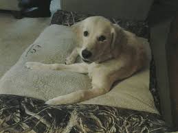 Not only is the golden retriever an apt sporting retriever they are also used in search and rescue, and as guide dogs for the blind and hearing impaired. Bettendorf Ia Golden Retriever Meet Sadie A Pet For Adoption