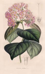 Image result for Rogiera amoena