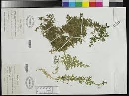 Image result for Selaginella cathedrifolia