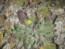 Image result for Ageratinastrum palustre