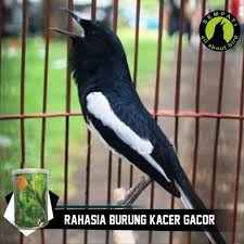 Download logo burung kakatua format vektor logo lambang sumber : Gambar Kartun Burung Kacer Kata Kata