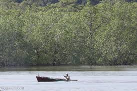 Siapa yang tinggal di dalam hutan bakau. Hutan Bakau Archives Mongabay Co Id Mongabay Co Id