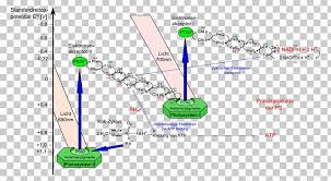 Maybe you would like to learn more about one of these? Light Dependent Reactions Photosynthesis Photosystem Ii Png Clipart Absorption Area Biology Calvin Cycle Chlorophyll Free Png