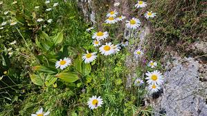 Image result for Triumfetta angolensis