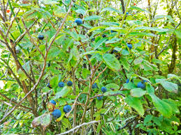 All of alaska except portions of the northern coastal plain and western aleutians. Blueberries Sitka Local Foods Network
