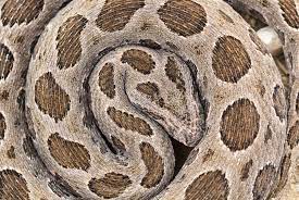 The Deadly Russell S Viper Photo By Kwong Chi Wong National Geographic Your Shot Spiders And Snakes National Geographic Animal Photography