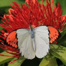 Black And Red Caterpillar Michigan 