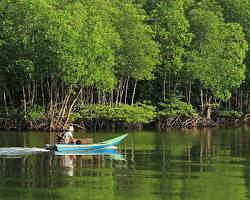 قایق‌سواری در جنگل حرا قشم -  مراکز خرید قشم