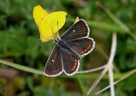 Image result for Bertiera angusiana