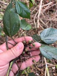 Image result for Macaranga kilimandscharica