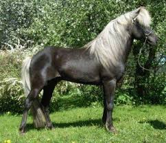 Silver Dilution Horse Coat Colour Animal Genetics Uk