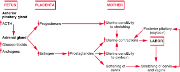 Spontaneous Labor Definition Of Spontaneous Labor By Medical Dictionary