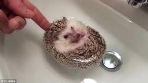Check spelling or type a new query. Buoyant His Owner Said It Was The First Time The Hedgehog Had Floated On His Back During Bath Time Cute Animals Baby Hedgehog Hedgehog Pet