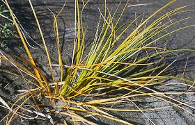 Image result for Ficinia