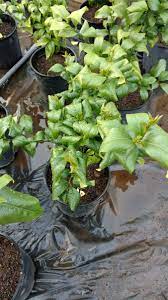 Too much love and attention leads to leaves that curl inward, forming a cupped leaf. Lemon Tree Reverse Leaf Curl 397350 Ask Extension
