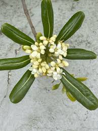 Image result for Pittosporum tobira