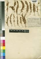 Image result for Amblygonocarpus