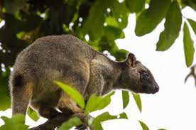 Lumholtz Tree Kangaroo Sitting On A Branch In The Rainforest Atherton Tableland Australia Australian Wildlife Australia Holidays Australia