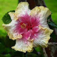 my new hybrid cultivar dreamhut romance on july 8th 自育實生 懶雲窩愛在七月八號 hibiscus hibiscusflower wall decor living room wall decor lights