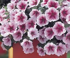 Opera Supreme Raspberry Ice Petunia Flower Seeds Annual Flowers Petunias