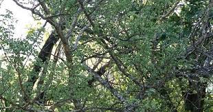 Image result for Acacia nigrescens