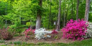 Unter Baumen Pflanzen So Gelingt Es Gartenmagazine De Hecke Pflanzen Pflanzen Bepflanzung