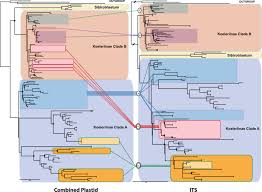 Image result for Trisetopsis elongata