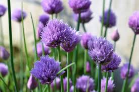 Continue to add blossoms and vinegar to the jar until its packed comfortably full. Chives Planting Growing And Harvesting Chive Plants The Old Farmer S Almanac
