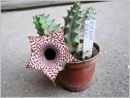 Image result for Huernia kirkii