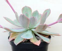 Maybe you would like to learn more about one of these? Echeveria Blue Mayes Surreal Succulents