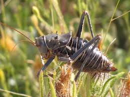 Download in under 30 seconds. The Creature Feature 10 Fun Facts About The Armoured Bush Cricket Wired