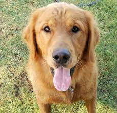 Member austin golden retriever club, agrc, golden retriever club of america, grca <meta name=. Golden Retriever Puppies Of West Texas Home Facebook